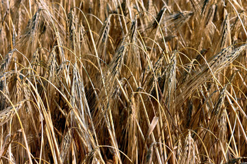 Golden grain (wheat or barley) field background during summer sunset light with details on kernels and straws. Golden straws and grain of barley wheat. Texture of a golden wheta field
