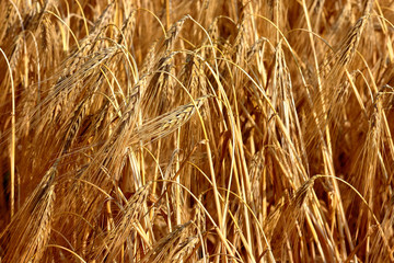 Golden grain (wheat or barley) field background during summer sunset light with details on kernels and straws. Golden straws and grain of barley wheat. Texture of a golden wheta field