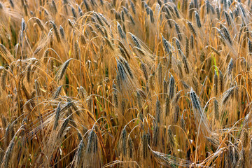Golden grain (wheat or barley) field background during summer sunset light with details on kernels and straws. Golden straws and grain of barley wheat. Texture of a golden wheta field