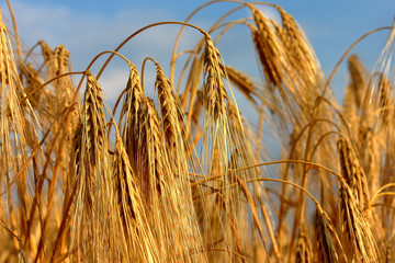 Spikes of ripe golden grain (wheat or barley) during summer sunset with details on kernels and straws against blue sky