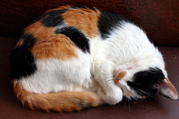 Sleeping three-colored cat