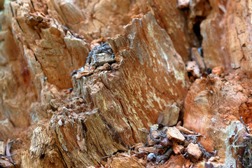 Closeup fragments of old rotten trunk of willow tree. Abstract from the tree trunk (textures, pattern)