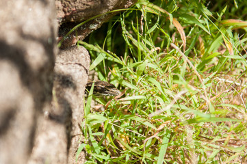 A lizard under the tree