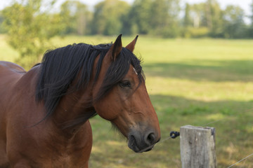 Naklejka premium Portrait eines Pferdes am Koppelzaun 