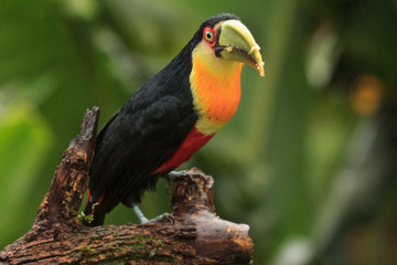 Red-breasted Toucan