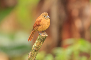 Red-crowned Ant-Tanager