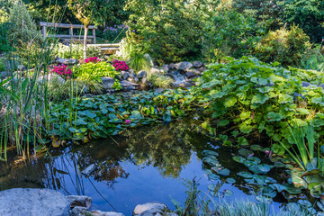 Garden Pond Reflection 6