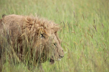 Lion at Massai Mara, Kenya