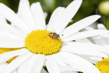 Obraz premium A Hoverfly (Syrphidae) Gathers Pollen on a Cultivated Sunflower