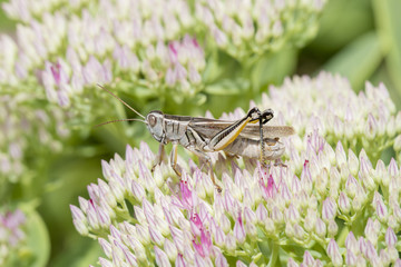 Two-striped Grasshopper (Melanoplus bivittatus) on Flowers in a Cultivated Garden in Colorado