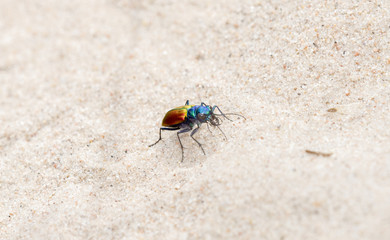 A Colorful Festive Tiger Beetle (Cicindela scutellaris) on Sandy Soil on the Plains of Eastern Colorado