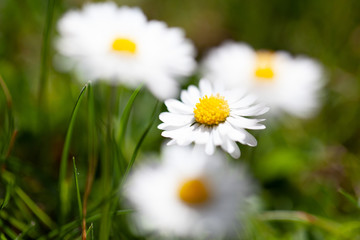 Obraz premium Gänseblümchen