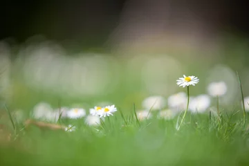 Gänseblümchen © Alexander Gramlich