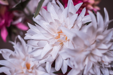 Fototapeta na wymiar WHITE FLOWER