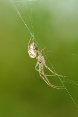 A spider knits a web.