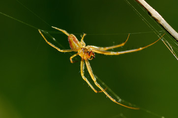 A spider knits a web.
