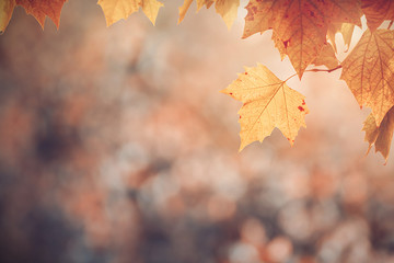 Maple leaves in autumn colors on blurred background