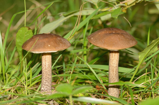 Brown cap boletus growing in the forest.