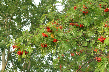 Red rowan berries on tree.