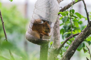 Белка сидит в кормушке для птиц