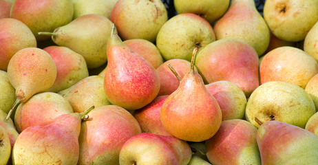 Background of a large number of ripe pears.
