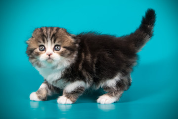 Fototapeta na wymiar Scottish fold longhair cat on colored backgrounds