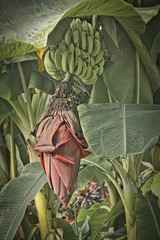 banana tree