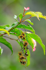 Rain forest is important in Thailand . It is habitat for wildlife