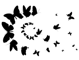 black butterfly, isolated on a white