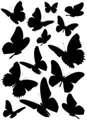 Fototapeta premium black butterfly, isolated on a white