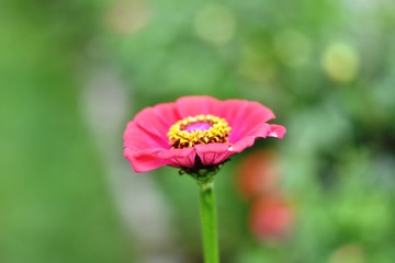 Obraz premium pink color flower