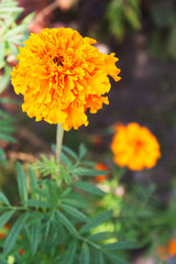 Marigold flower. Candid.