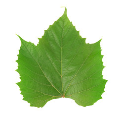 Single green grape leaf