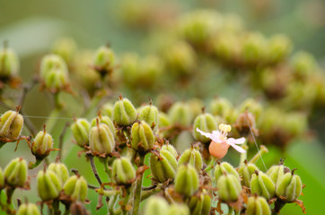Rain forest is important in Thailand . It is habitat for wildlife