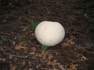 A giant puffball mushroom, a large mushroom growing in a Minnesota yard