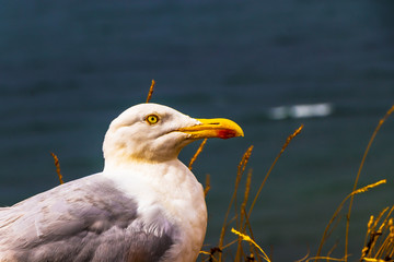 Helgoland Vogelwelt