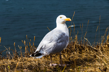 Helgoland Vogelwelt