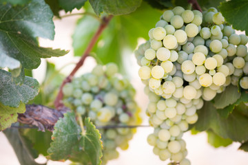 Fototapeta premium Vineyard with Lush, Ripe Wine Grapes on the Vine Ready for Harvest