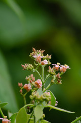 Rain forest is important in Thailand . It is habitat for wildlife