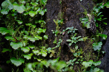 Rain forest is important in Thailand . It is habitat for wildlife