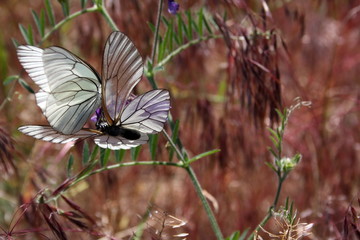 Two butterflies (aporia crataeg) on a flower collect nectar