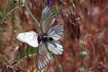 Two butterflies (aporia crataeg) on a flower collect nectar