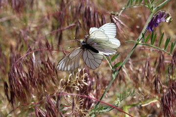 Two butterflies (aporia crataeg) on a flower collect nectar