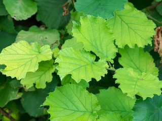Corylus avellana. Noisetier commun avec des noisettes dans leur involucre