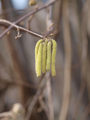 Obraz premium Corylus avellana. Inflorescences du noisetier