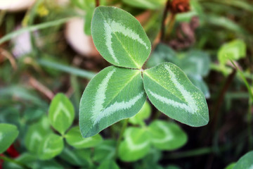 Leaves of a plant close-up