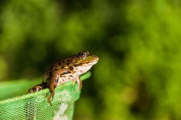 green swamp frog