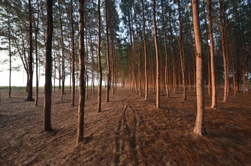 Pine tree during sunrise at Senok Beach, Kelantan, Malaysia