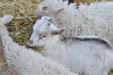 goats in the household