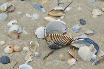 sea vacation beach shells